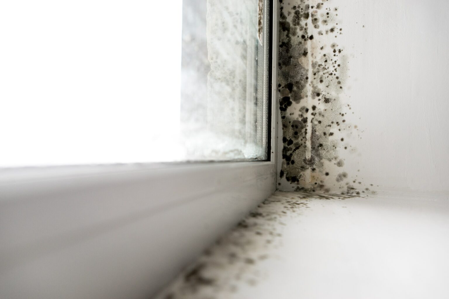 how to avoid mold claim