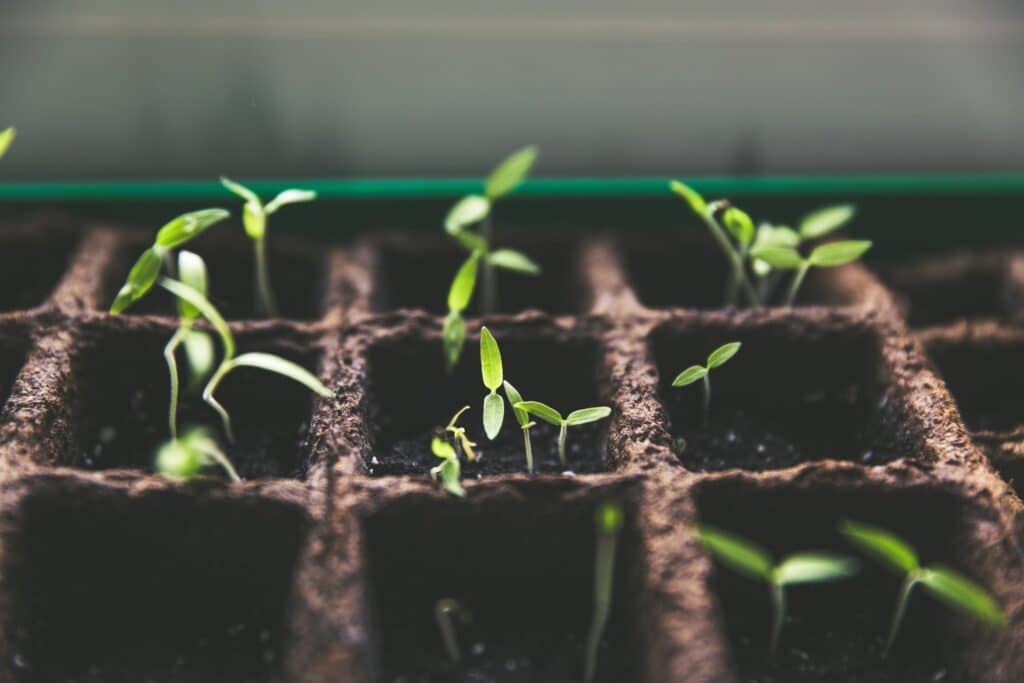 plant sprouts