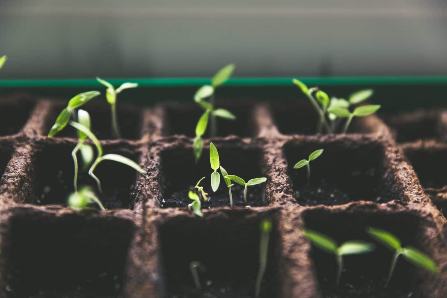 plant sprouts