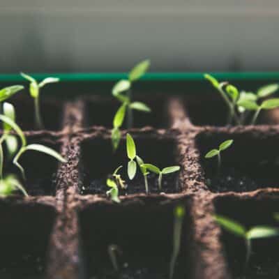 plant sprouts