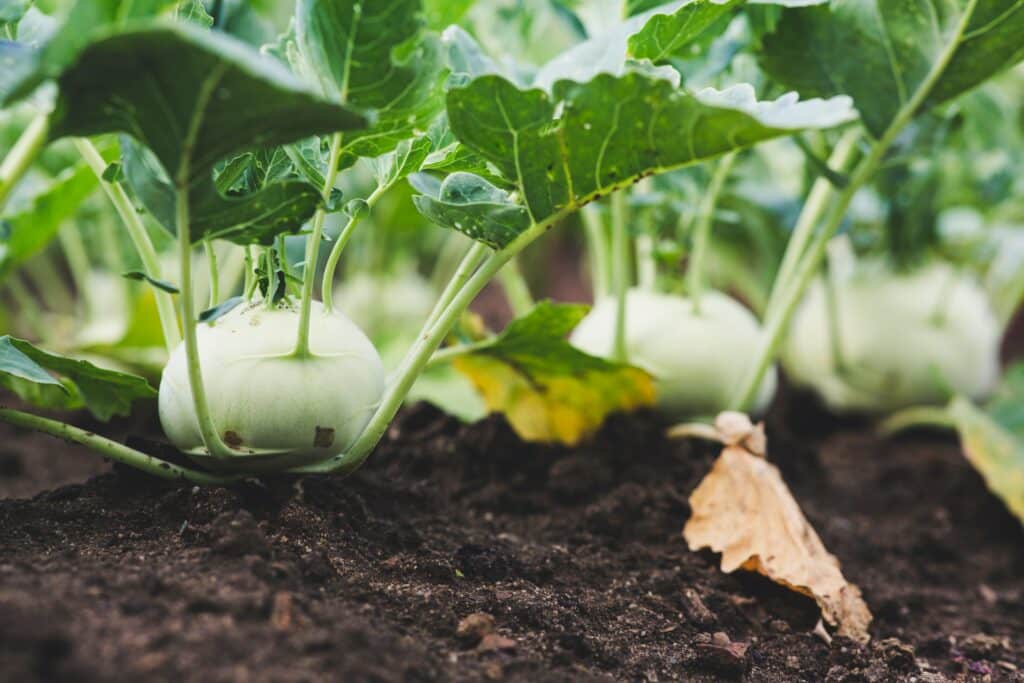 fresh bio stem cabbage