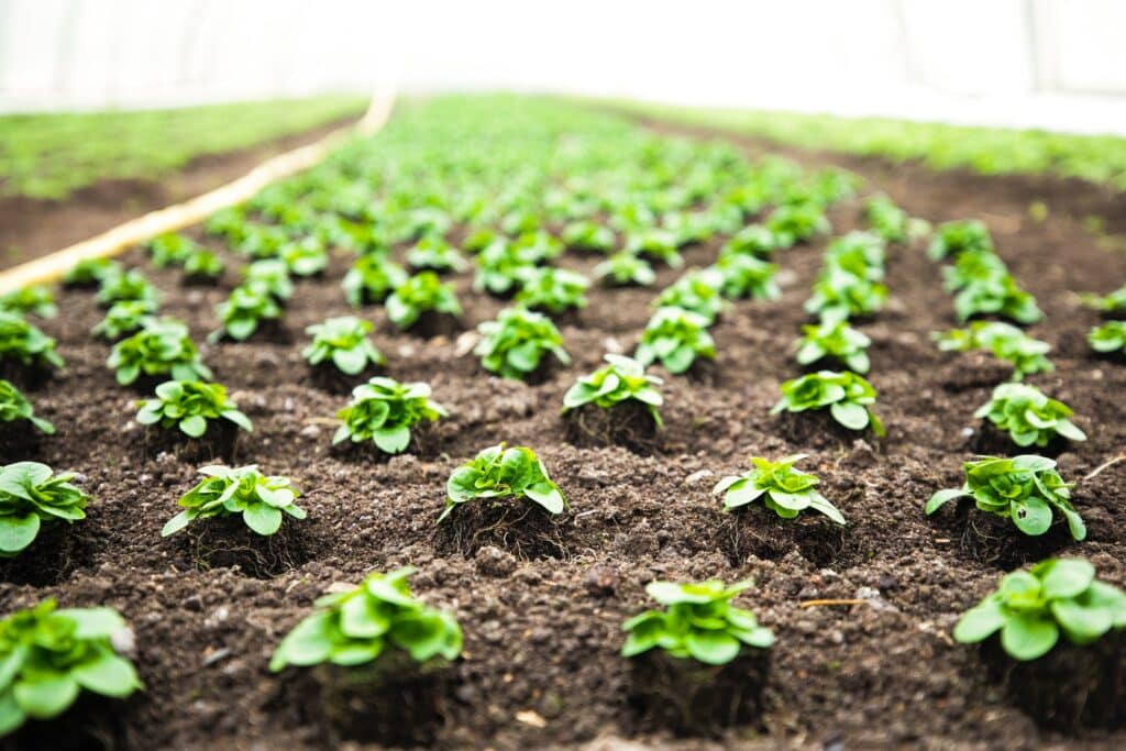 plants in garden