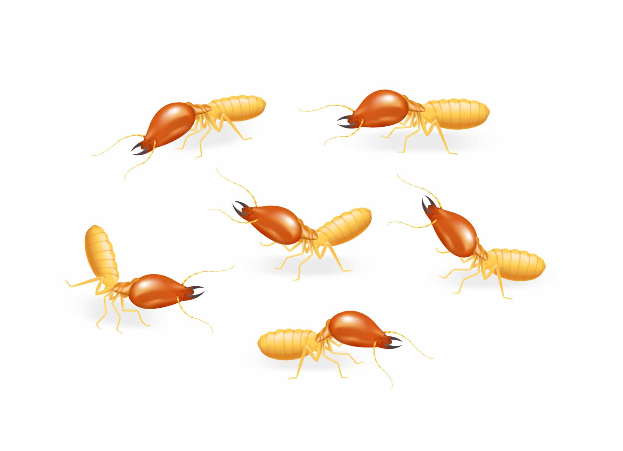 pest inspections