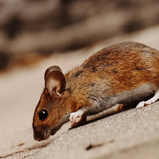 Reddish-brown mouse on concrete floor, representing Claim 7: Pests