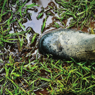 Greyish-green boot stepping in a muddy grass puddle, representing Claim 11: Septic