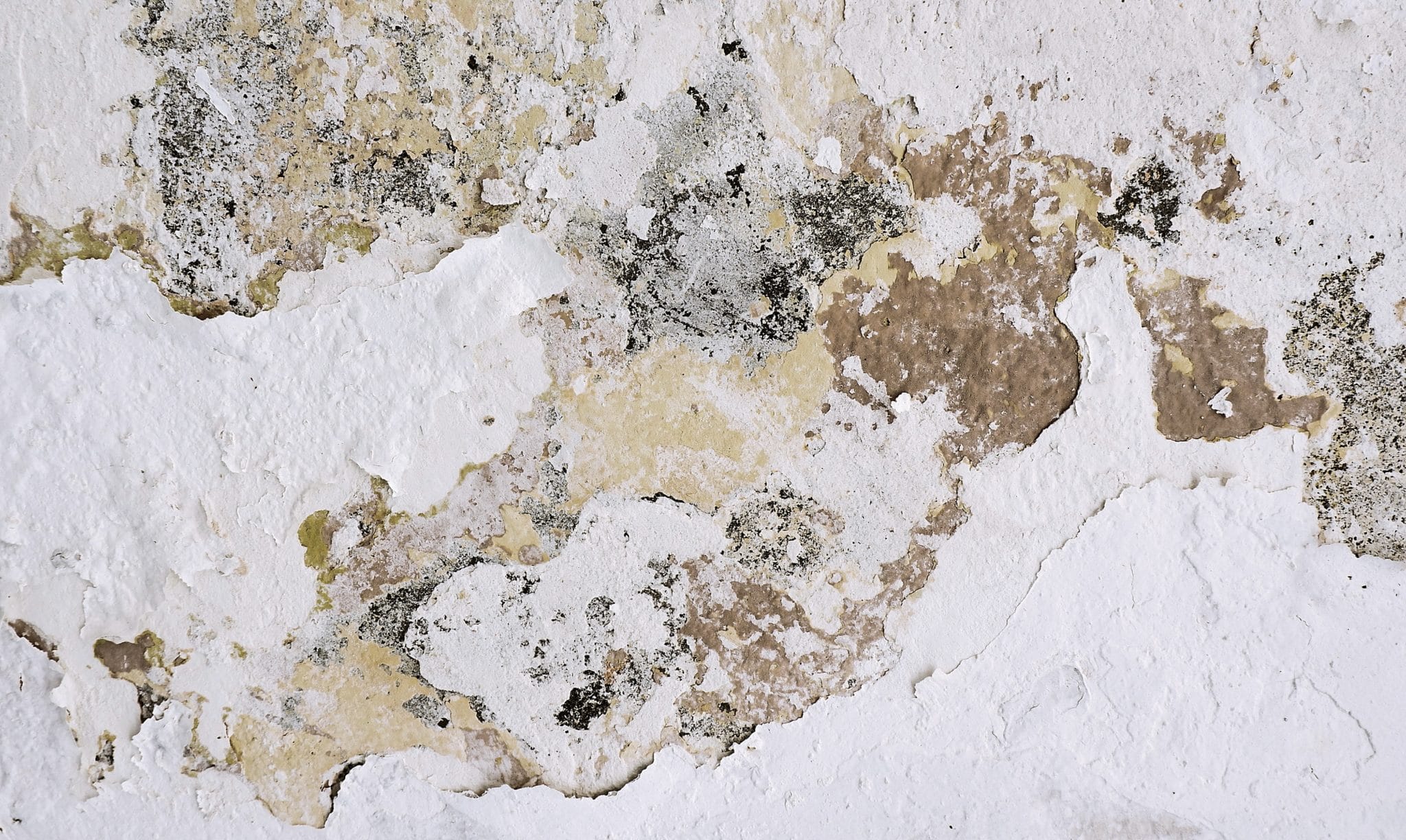 mold inspections