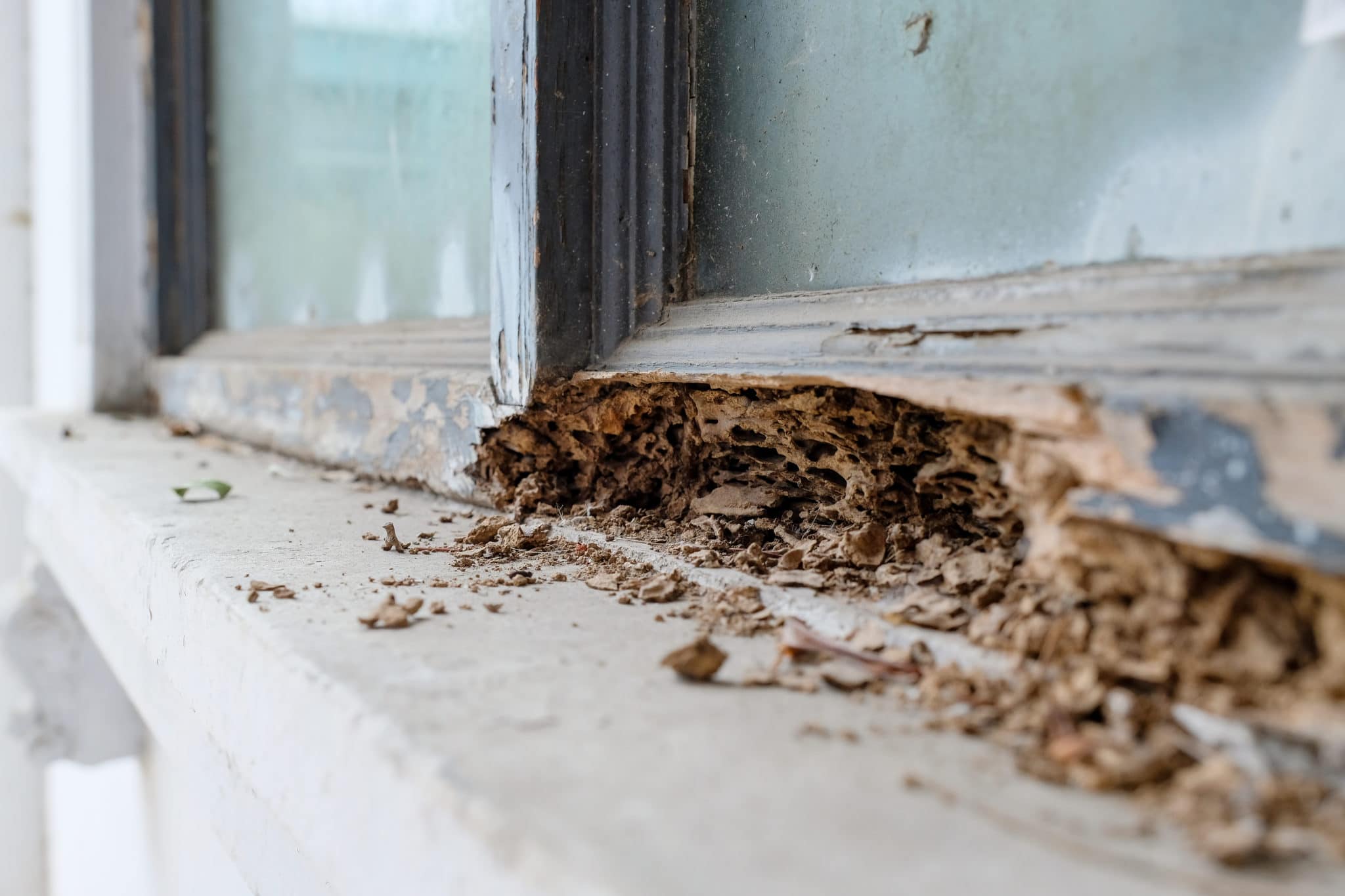 pest inspections