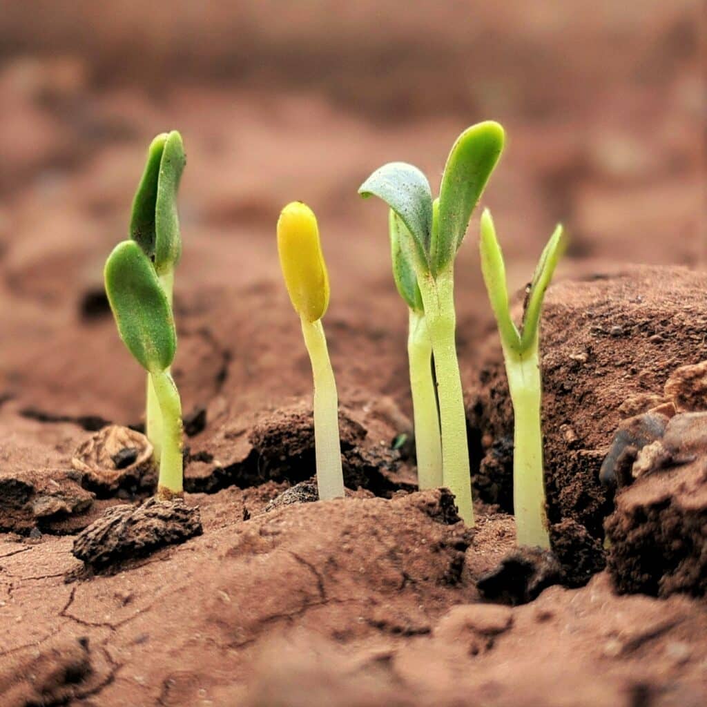 Green seedlings sprouting from dirt, young and hopeful