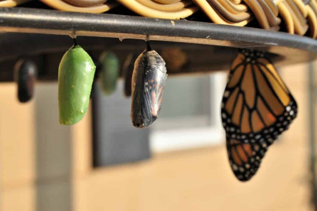 Butterflies going through metamorphosis, with different stages of transformation from left to right. Symbolizes the stages of an E&O home inspection claim.