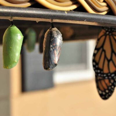 Butterflies going through metamorphosis, with different stages of transformation from left to right. Symbolizes the stages of an E&O home inspection claim.