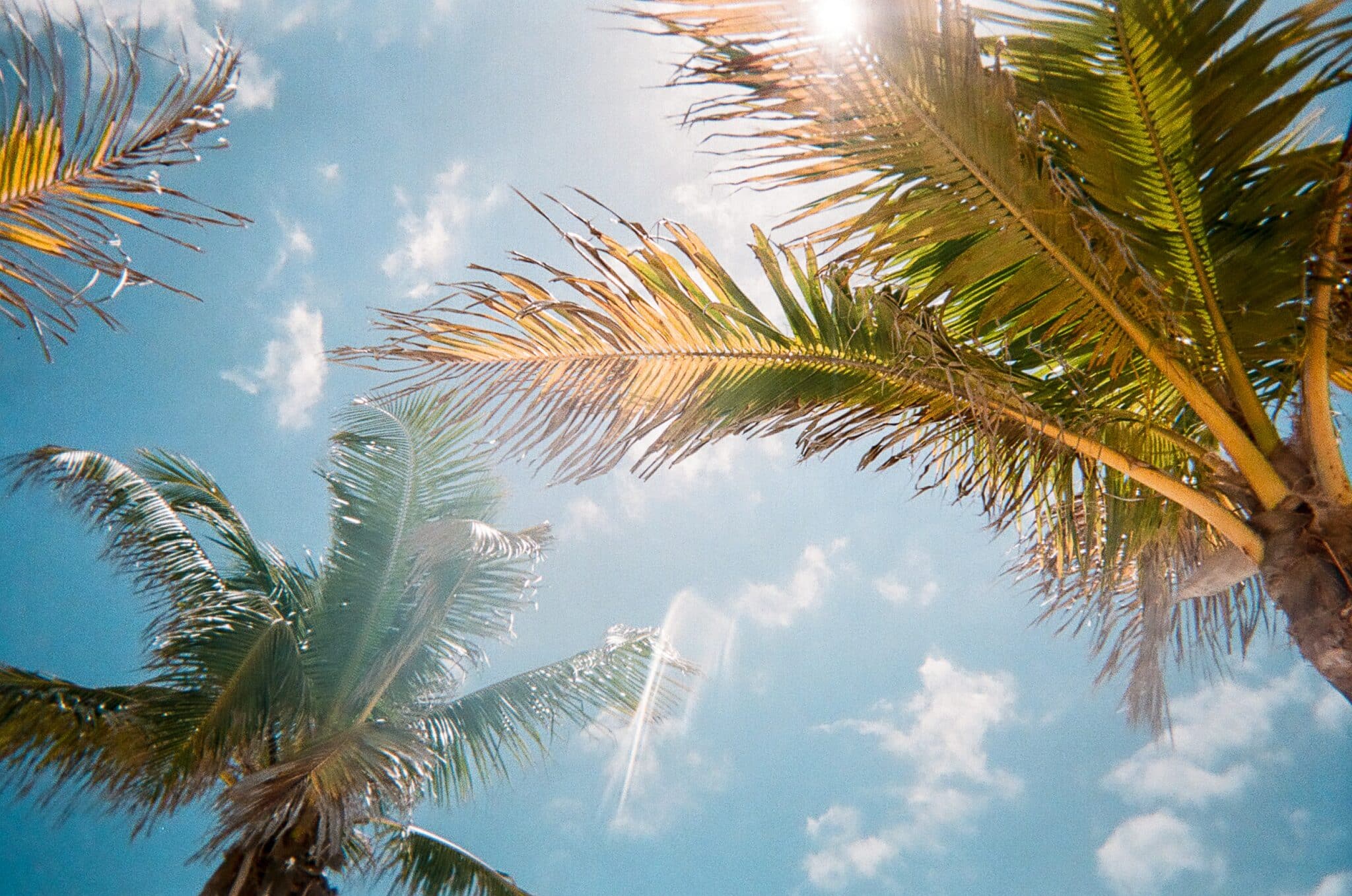 Palm trees against a blue sky with white clouds