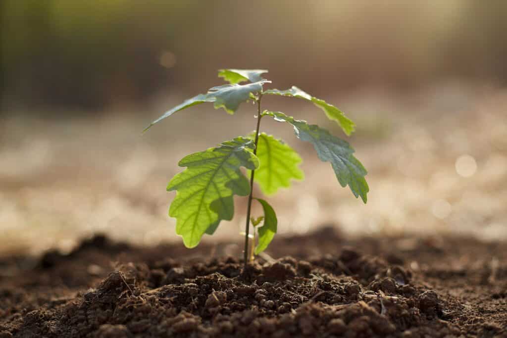 photo of a growing plant as an example of your home inspection insurance company's expectations for you