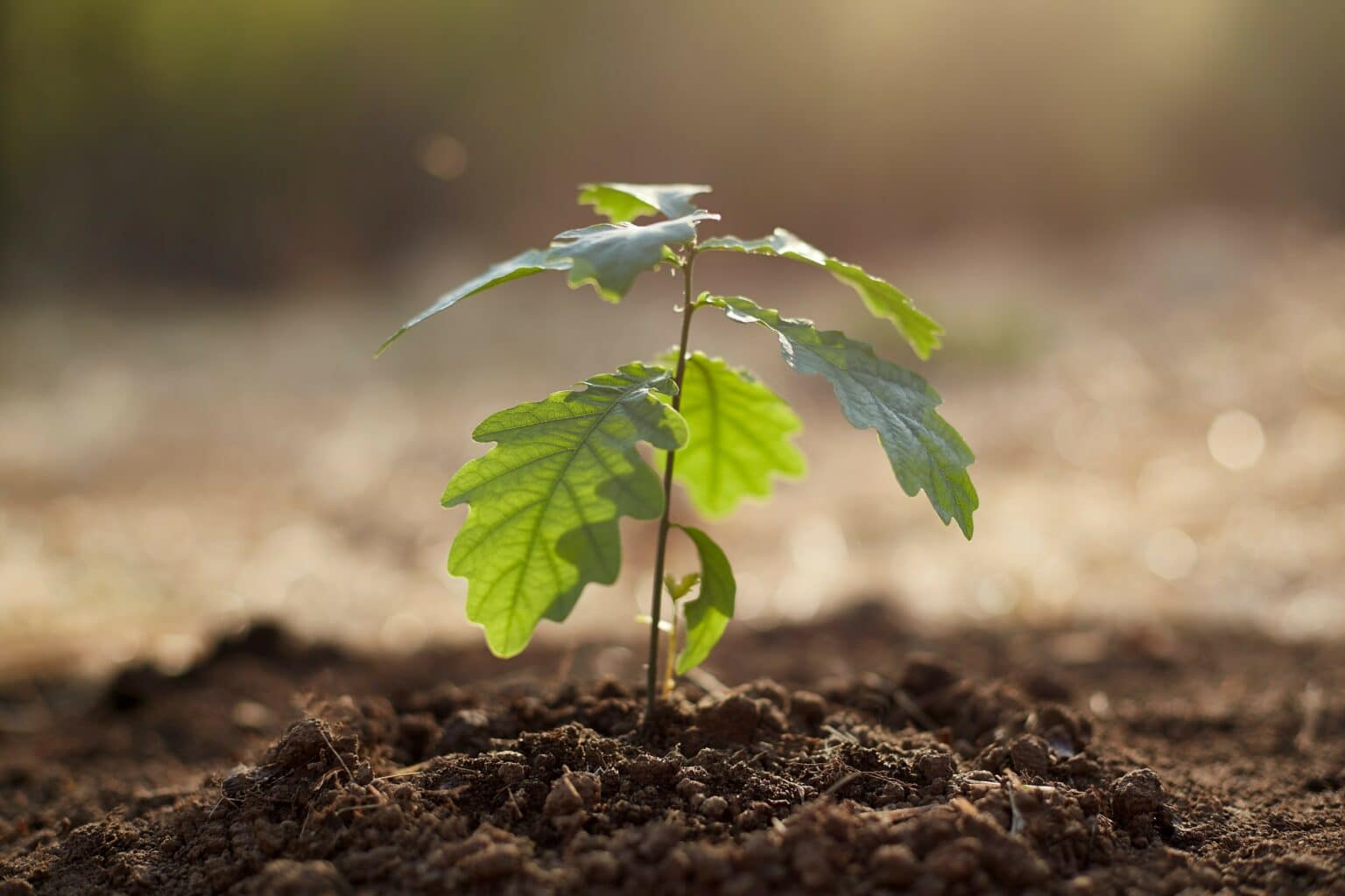 photo of a growing plant as an example of your home inspection insurance company's expectations for you