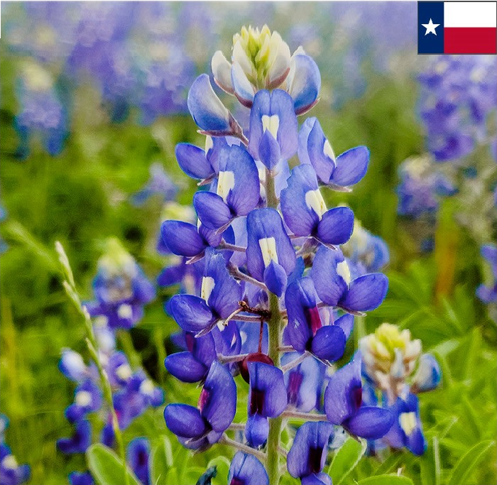 Texas State Texas State image