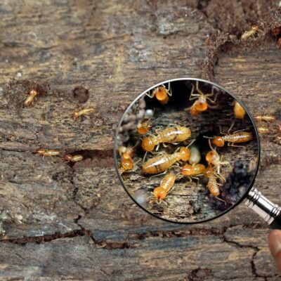 Magnifying glass hovering over wood, revealing up-close termites through a termite inspection.