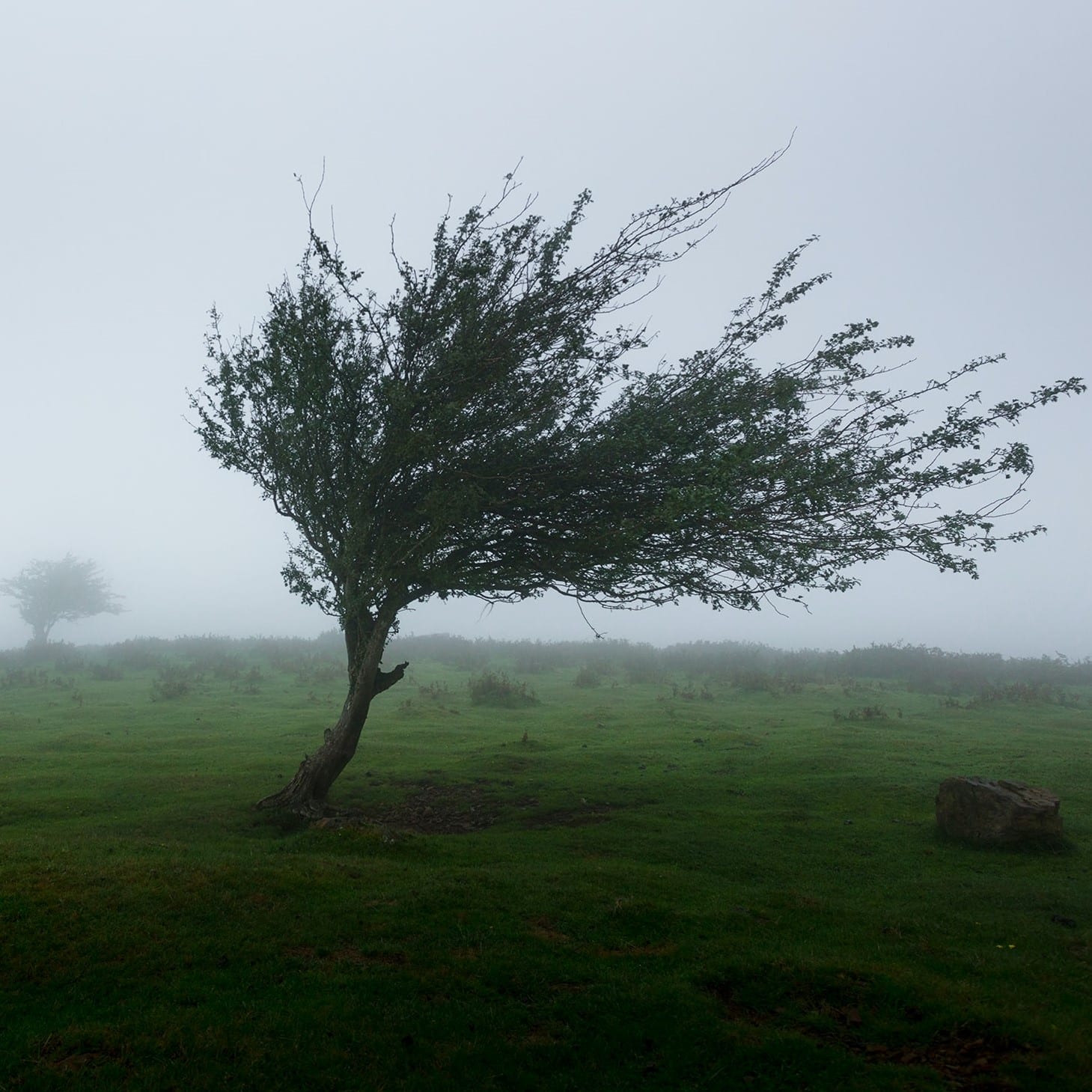 Dark, grey, stormy skies in the background. In the foreground, a single tree in a green field is blown at a sharp angle by the wind.