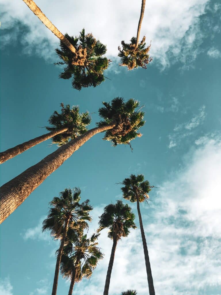 Camera angled up from the ground to a view of a blue sky, fluffy, white clouds, and tall palm trees. This captures an environment similar to the one described in this home inspection water damage claim.