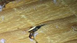 Frost and water drops off roof nails, one sign of potential home inspection roof problems.